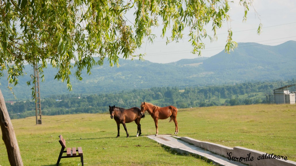 horses on a field