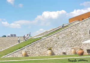 Futuristic looking vineyard