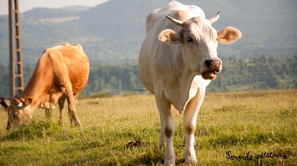 cows on a field