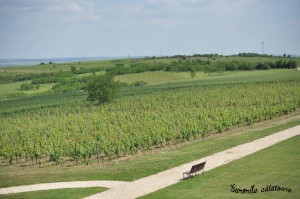 Romanian vineyard