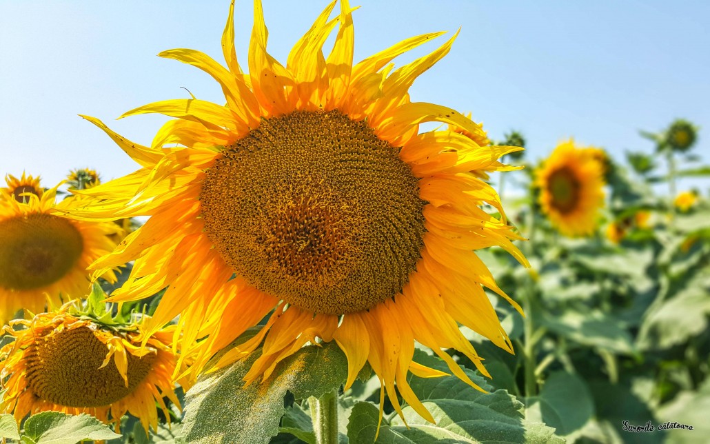 sunflowe field