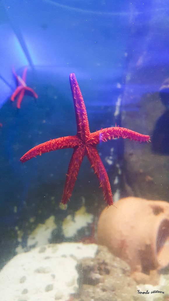a1