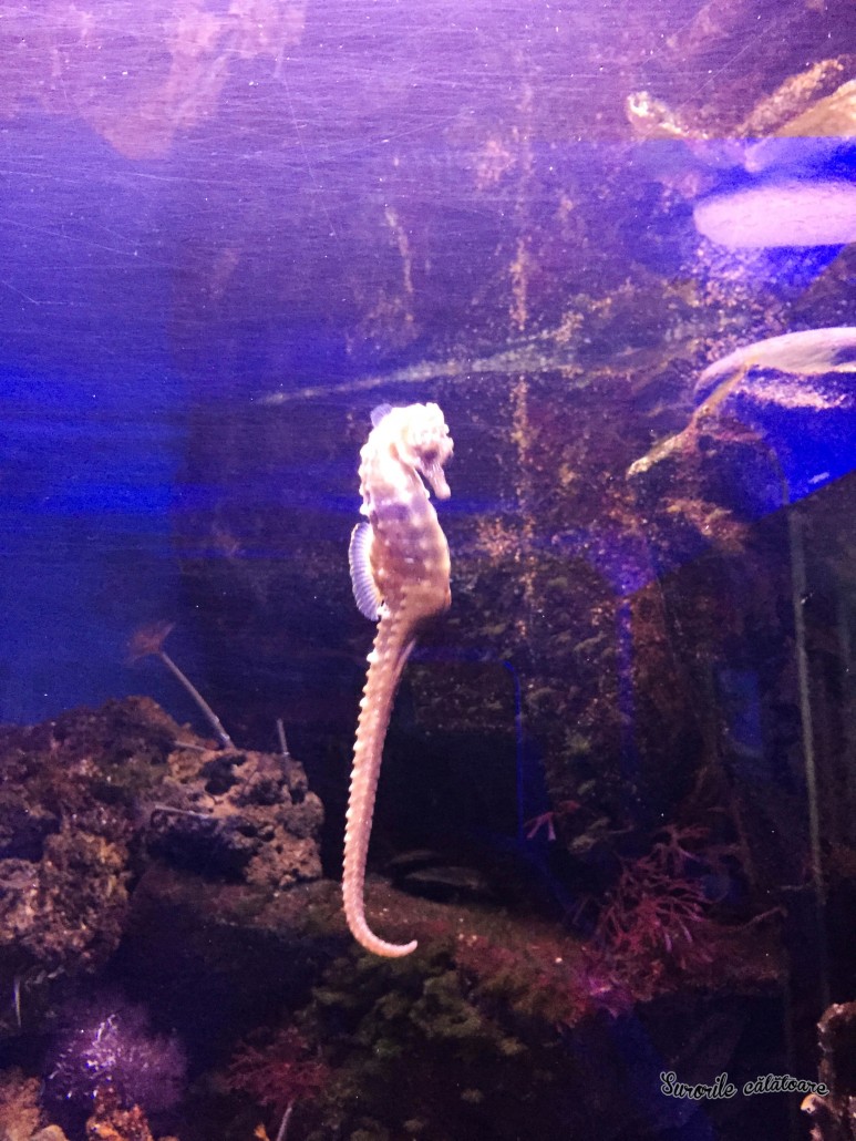 a7