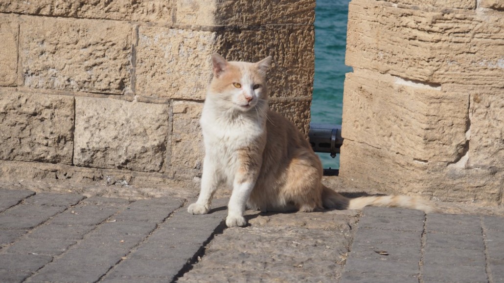 tel-aviv-cats1