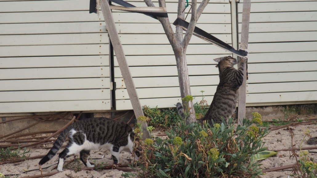 tel-aviv-cats10
