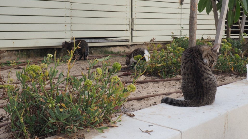 tel-aviv-cats12