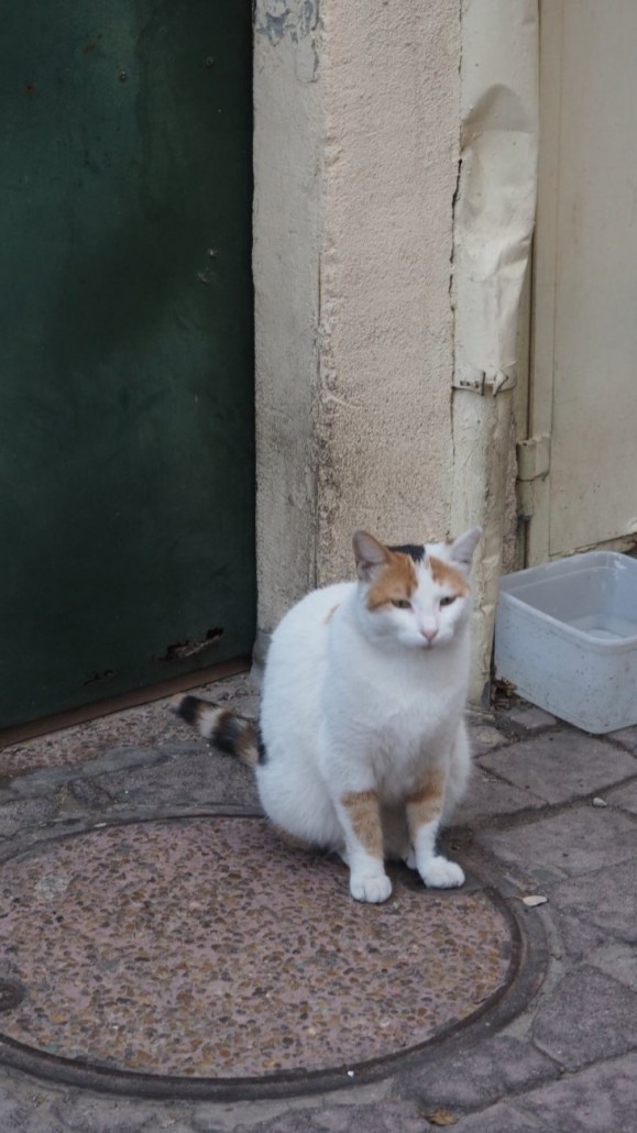 tel-aviv-cats13