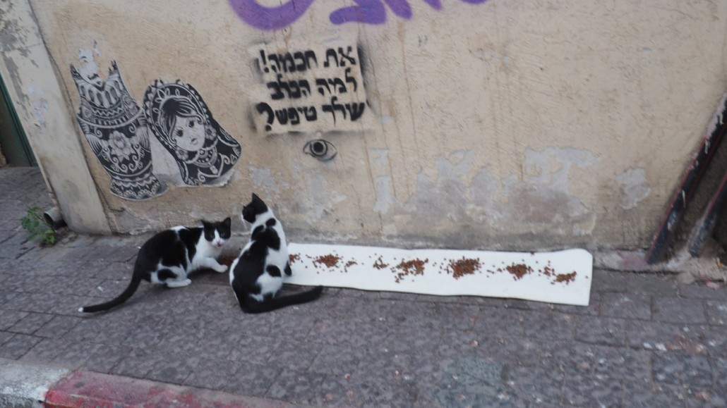 tel-aviv-cats14