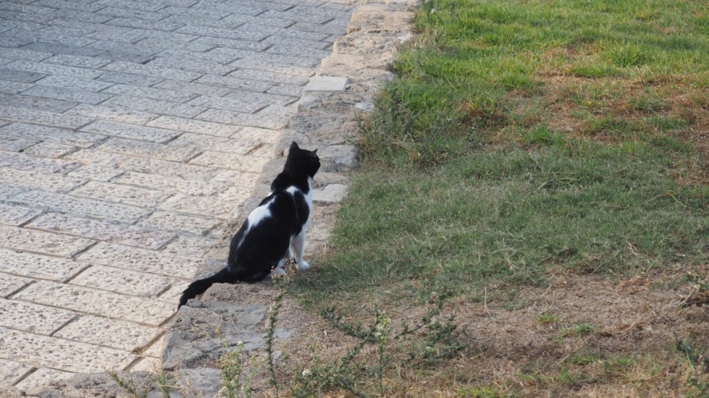 tel-aviv-cats2