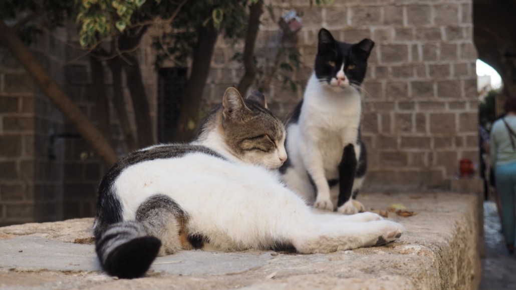 tel-aviv-cats3