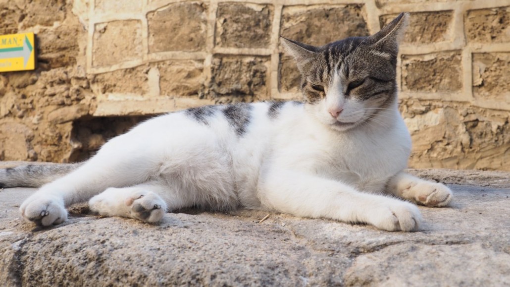 tel-aviv-cats4