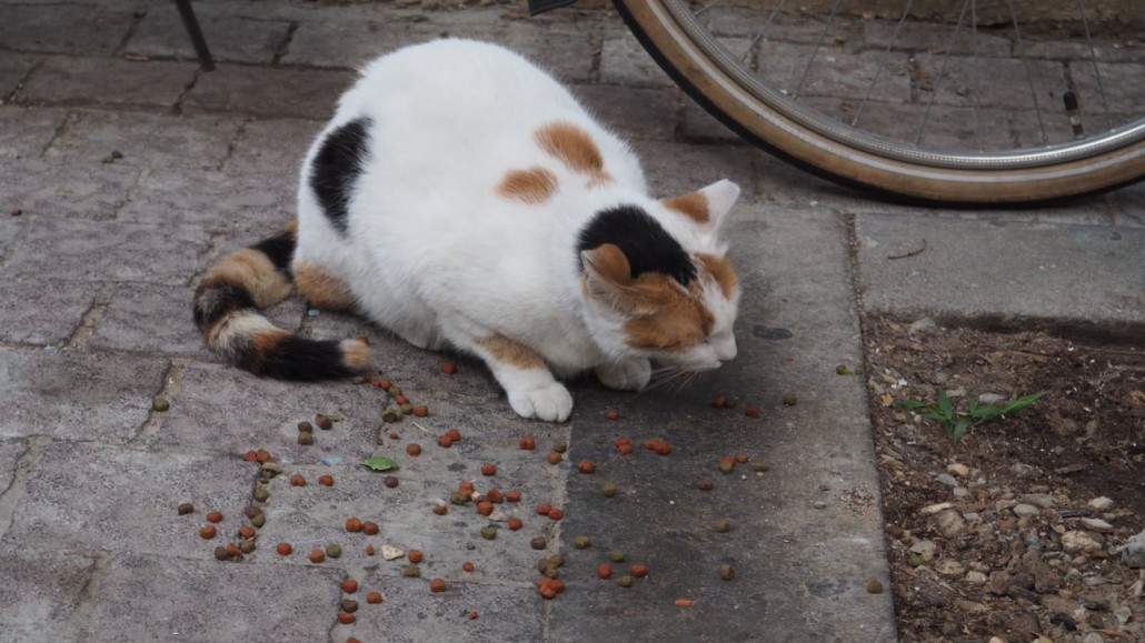 tel-aviv-cats6