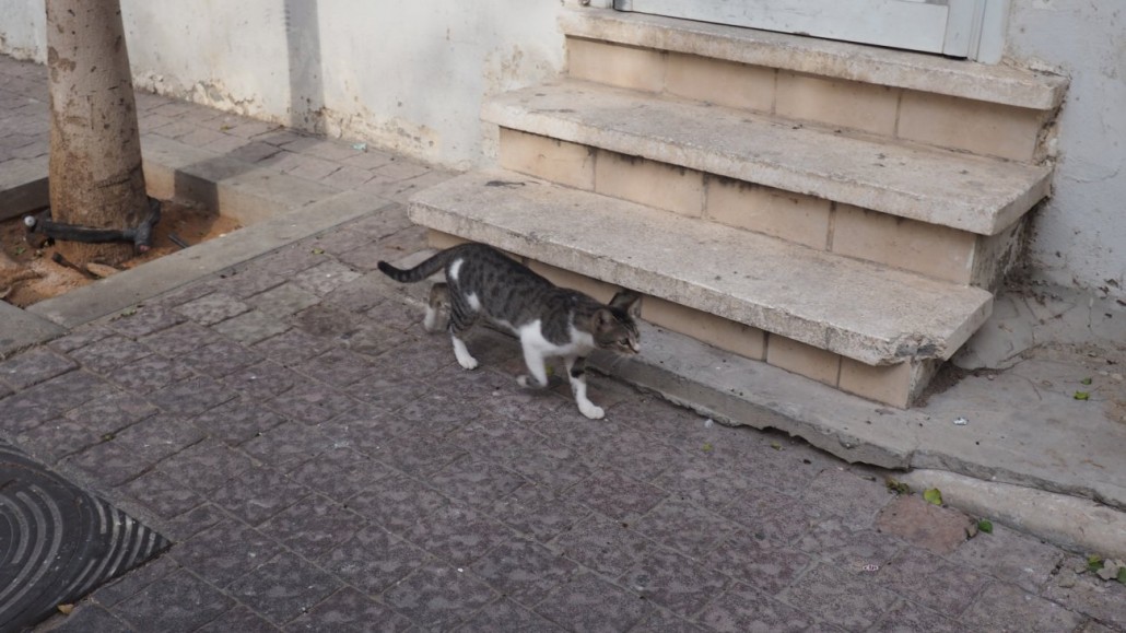 tel-aviv-cats7