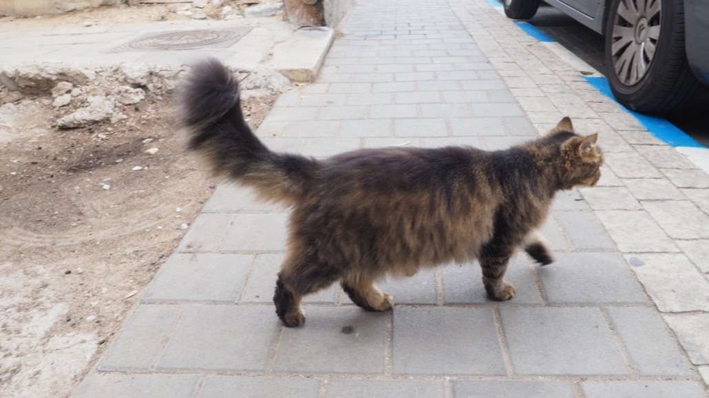 tel-aviv-cats8