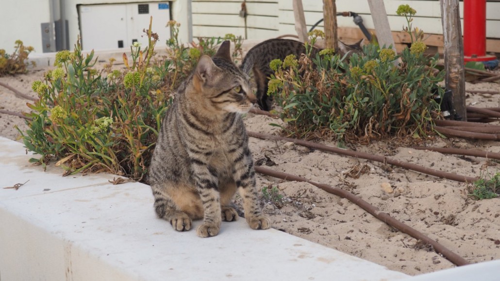 tel-aviv-cats9
