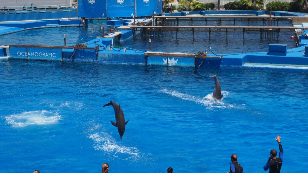 Oceanograf 11