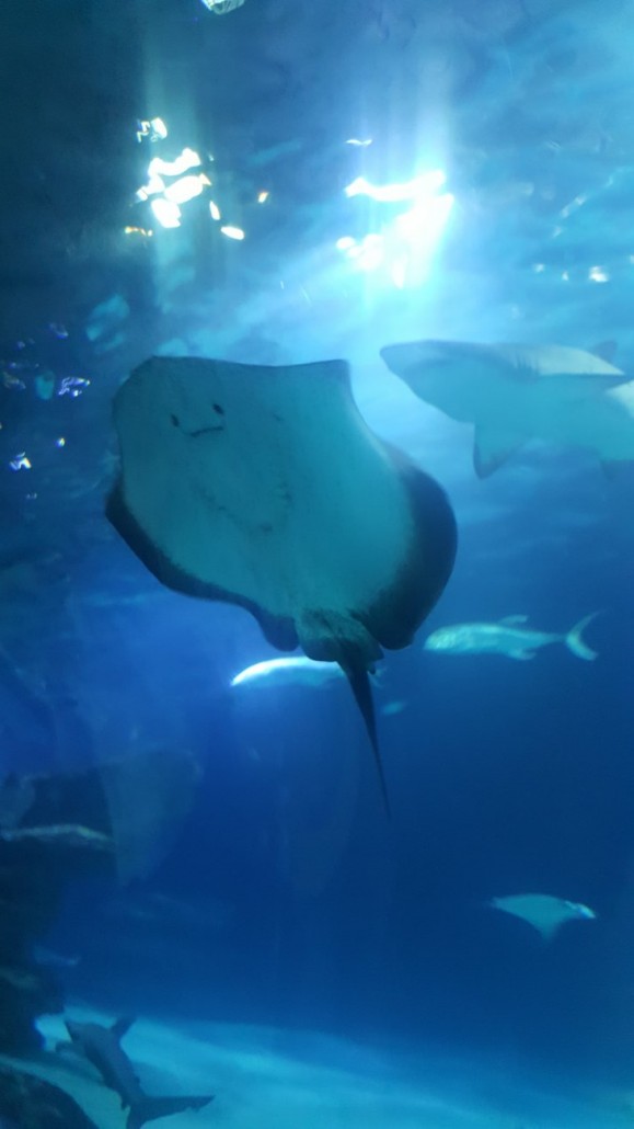 Oceanograf 17