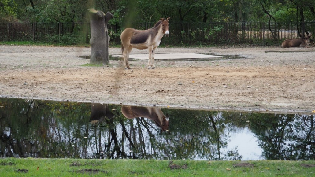 Zoo 1 Zoo 1