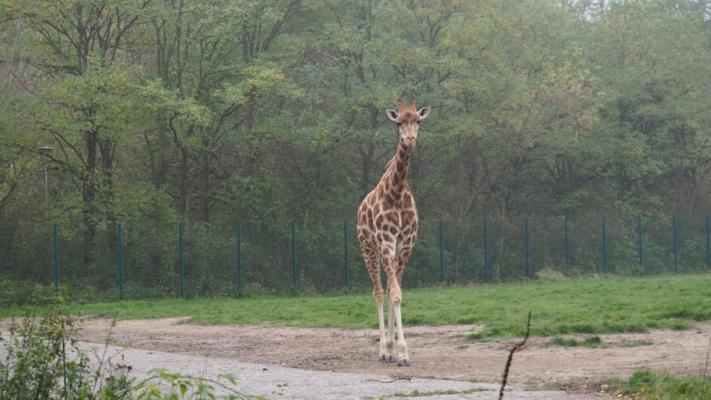 Zoo 2 Zoo 2