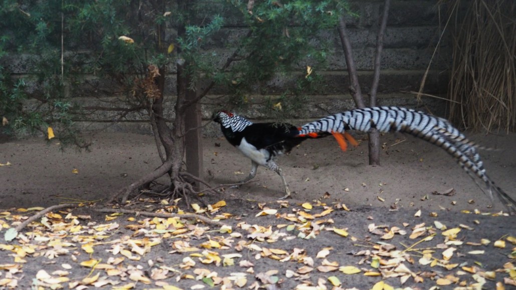 Zoo17