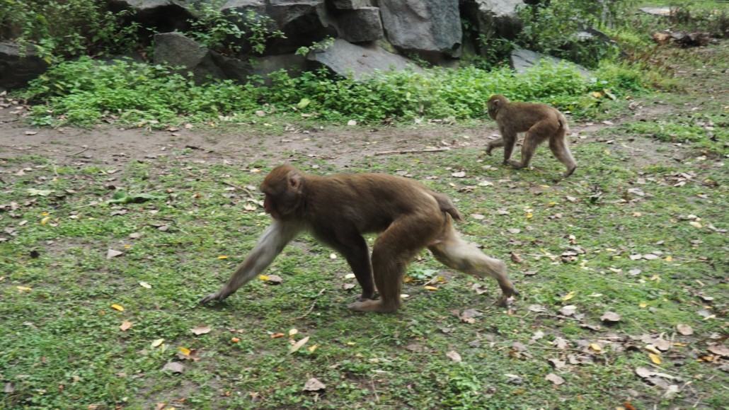 Zoo18