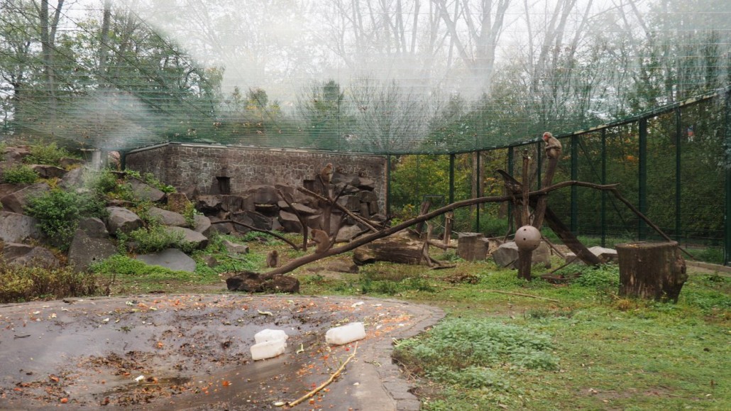 Zoo19