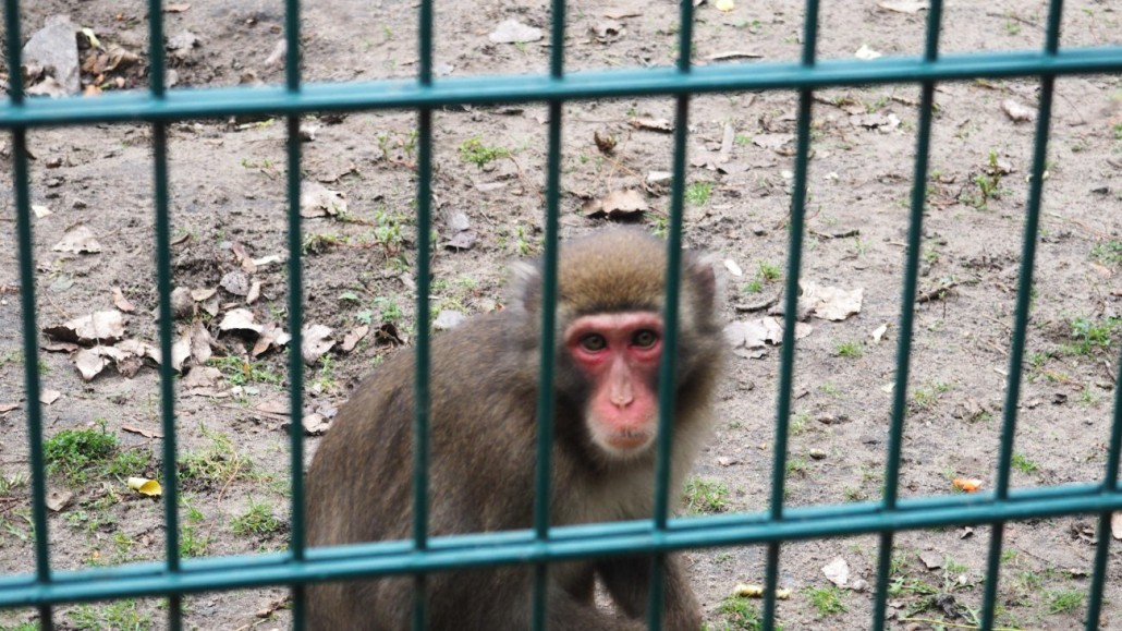 Zoo28