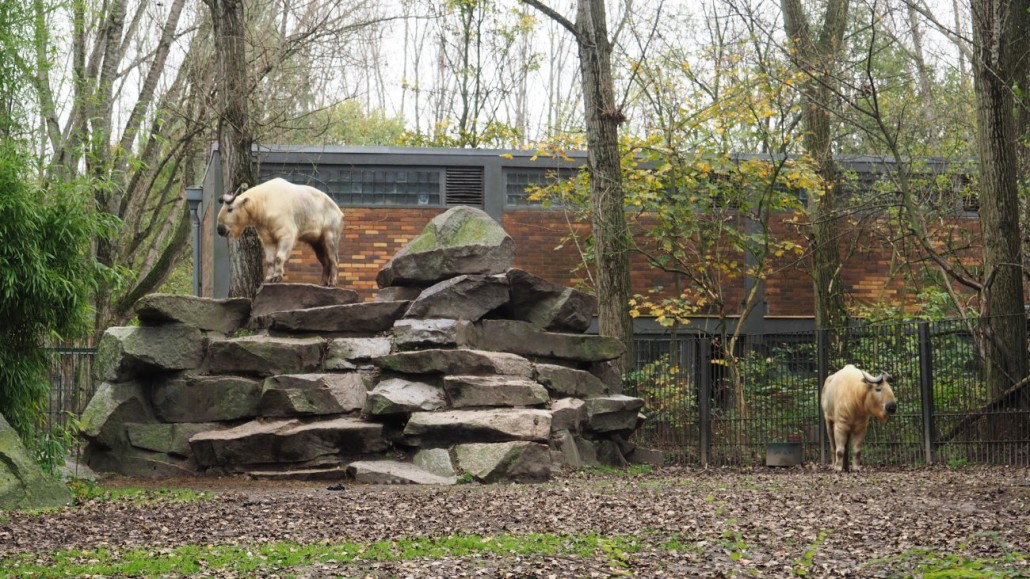 Zoo29