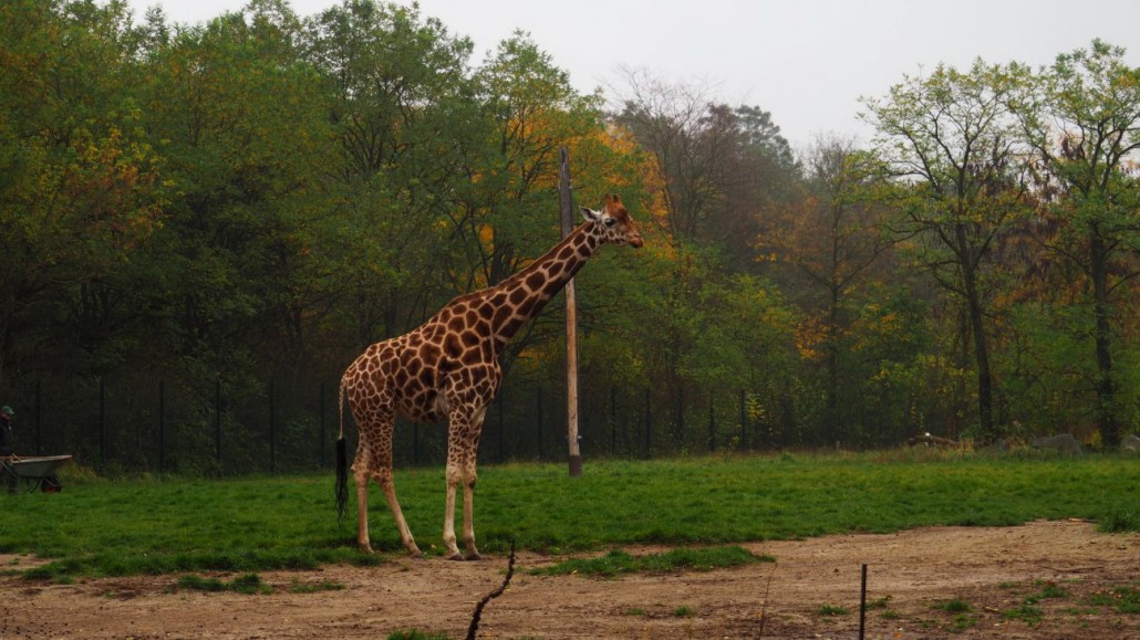 Zoo33