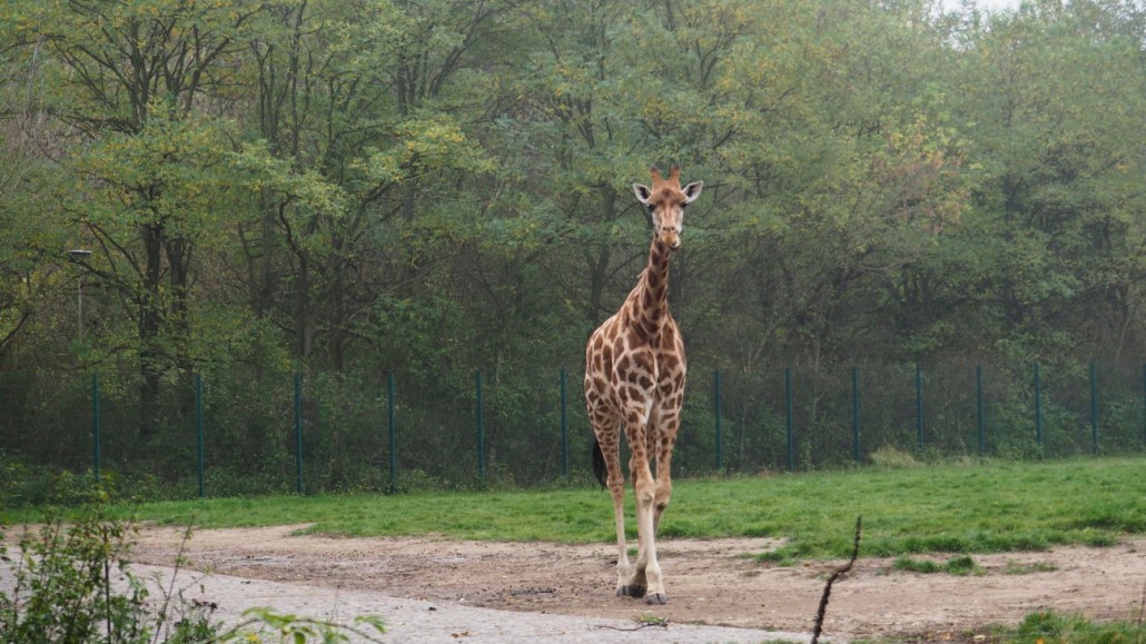 Zoo35
