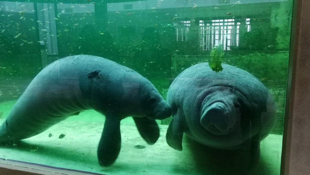 Zoo37