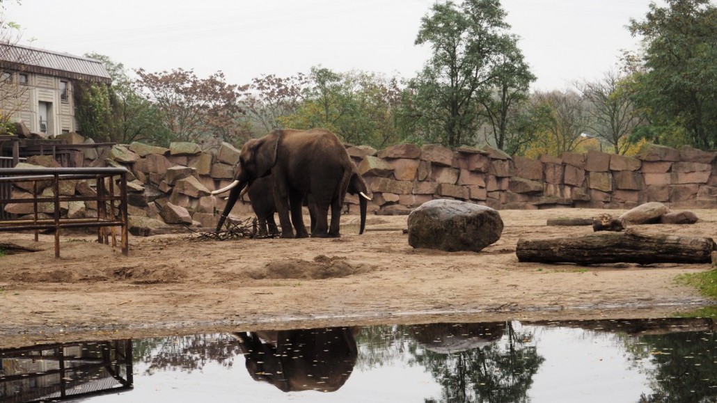 Zoo38