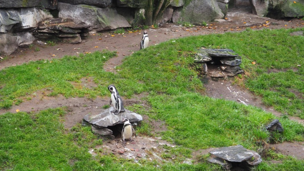 Zoo39