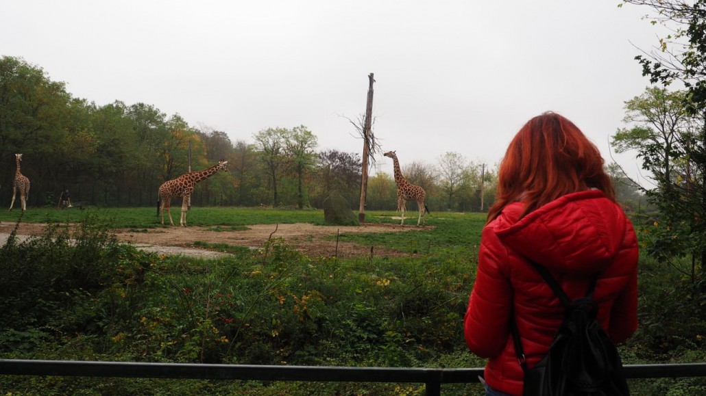 Zoo41