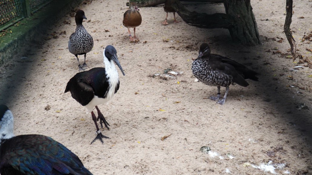 Zoo42