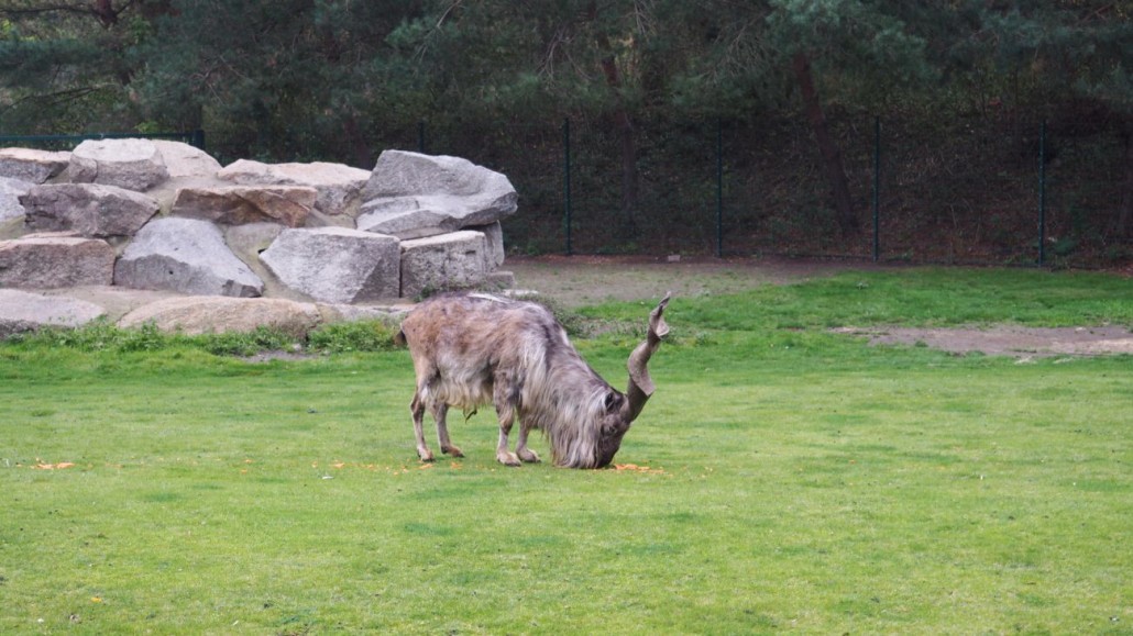 Zoo44