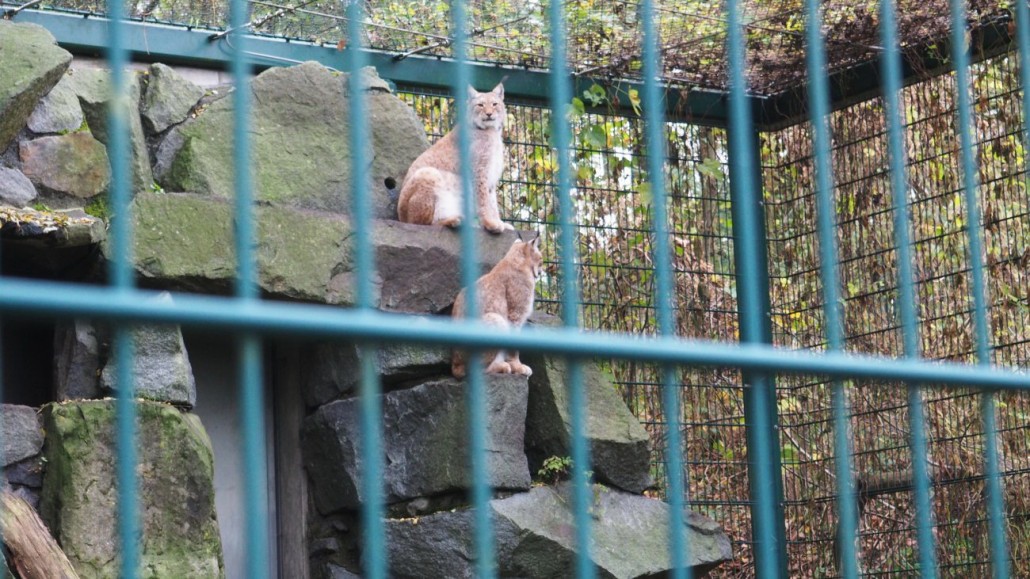 Zoo45