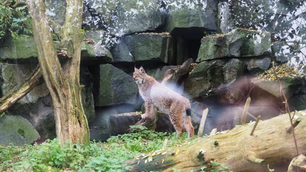 Zoo46