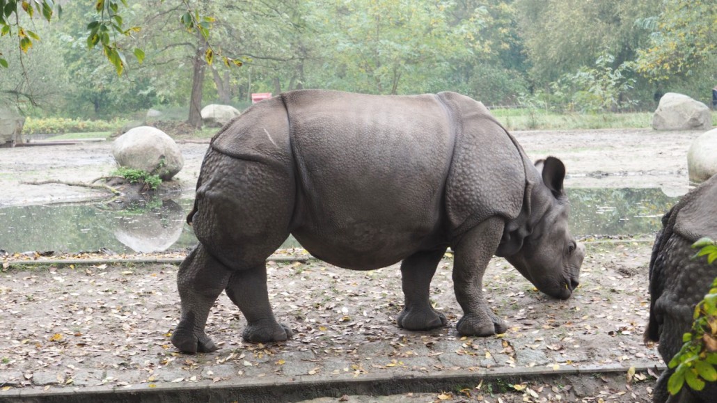 Zoo47
