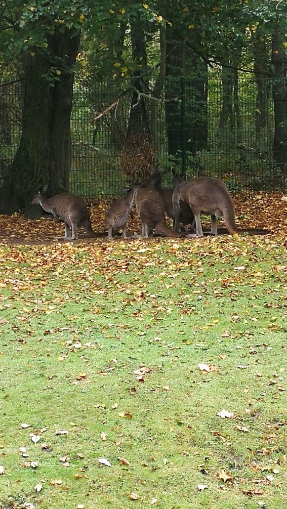 Zoo49
