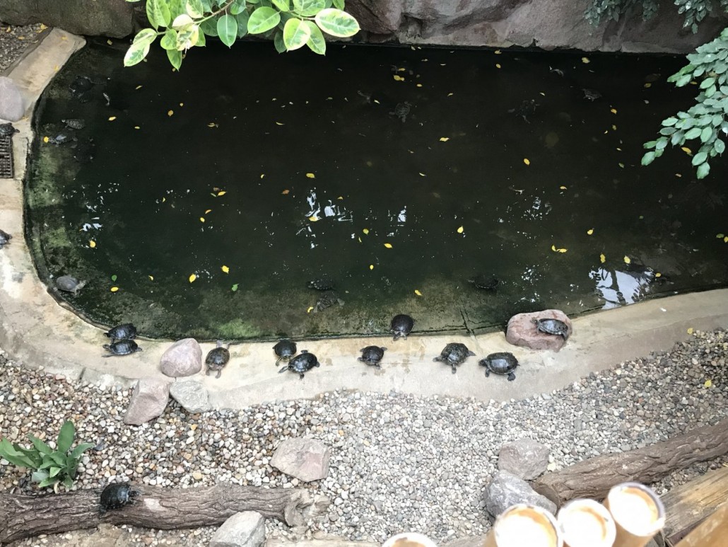 Zoo6