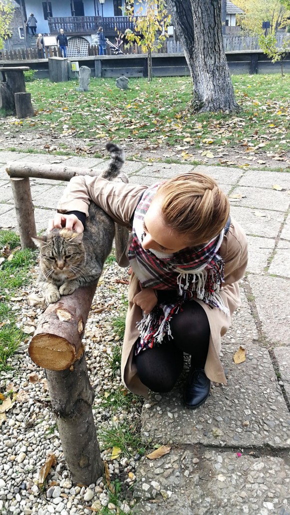 cat 1