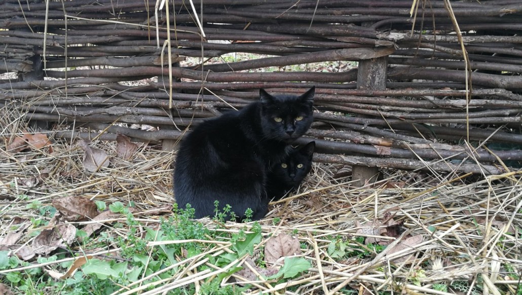 cat 2