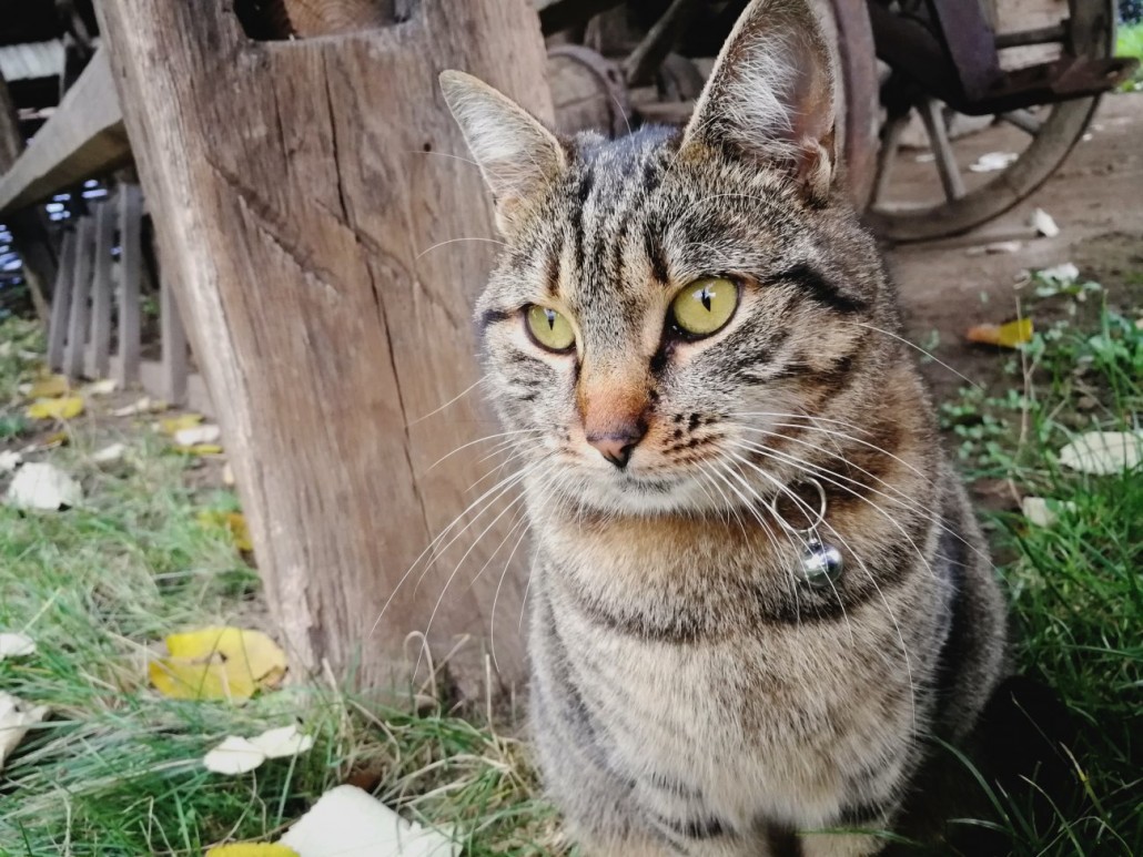 cat 4