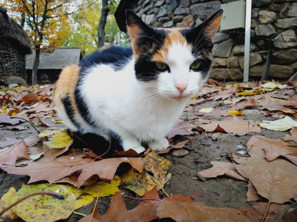 cat 7
