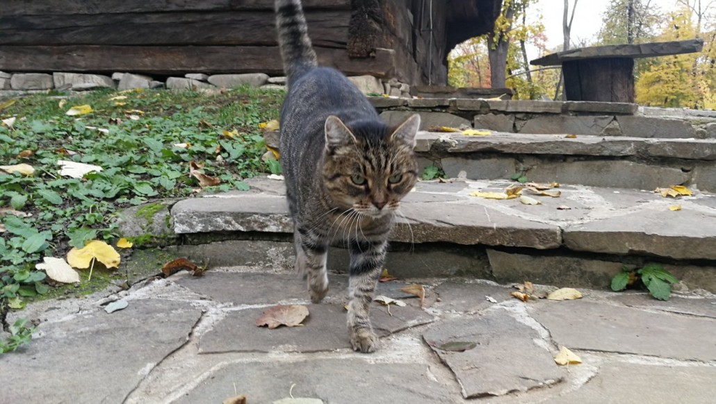 cat 8