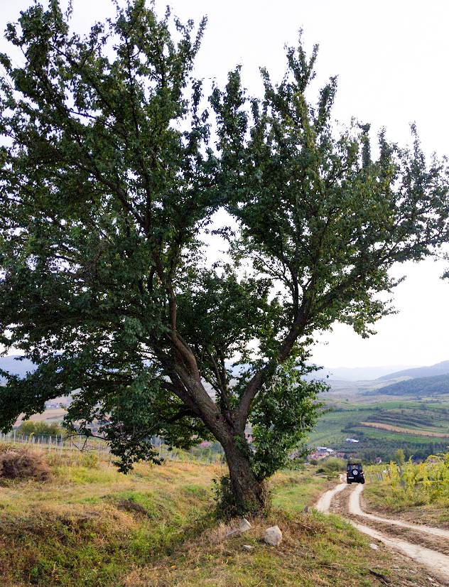 Crama Telna